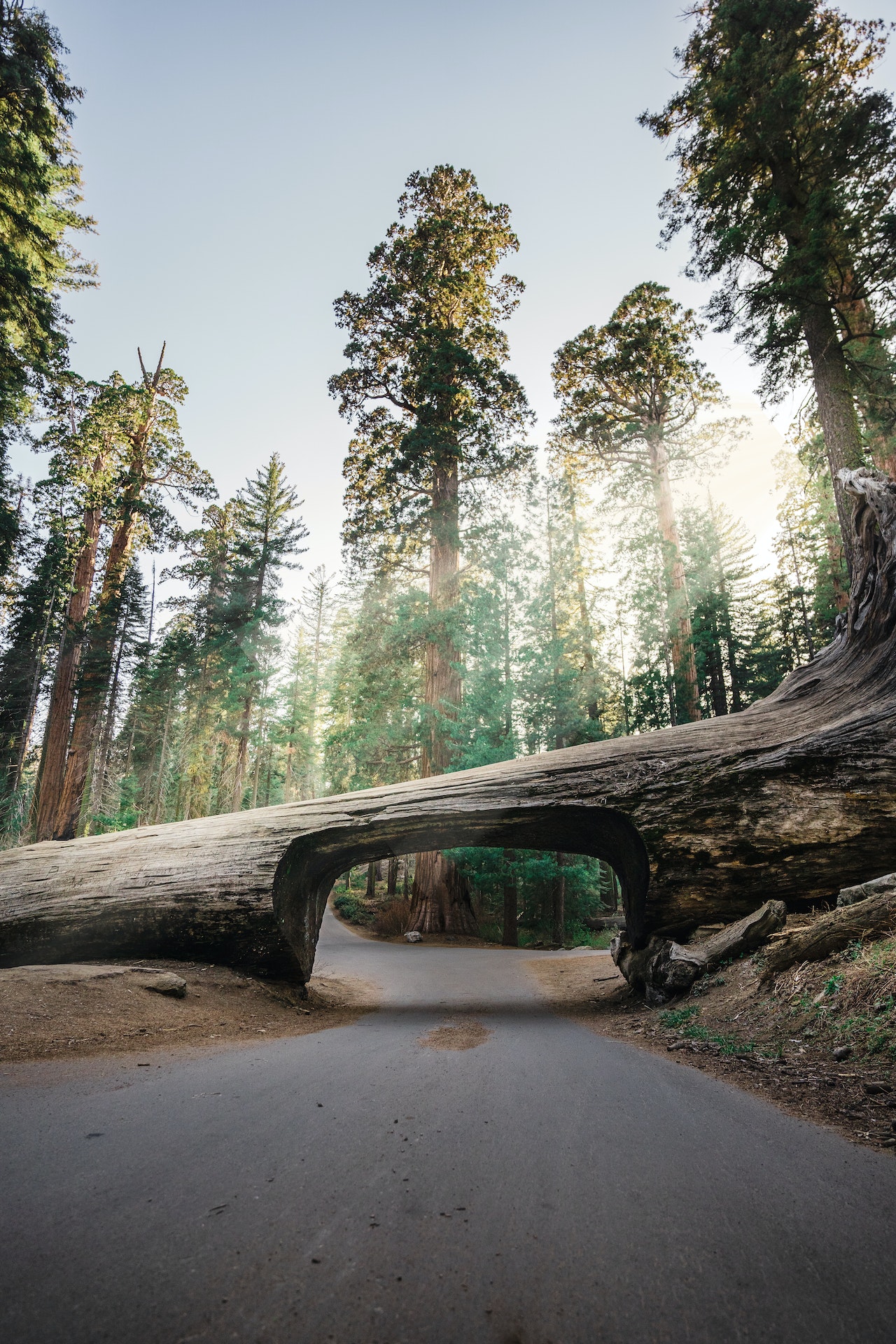 Arbre Route Sequoia National Park